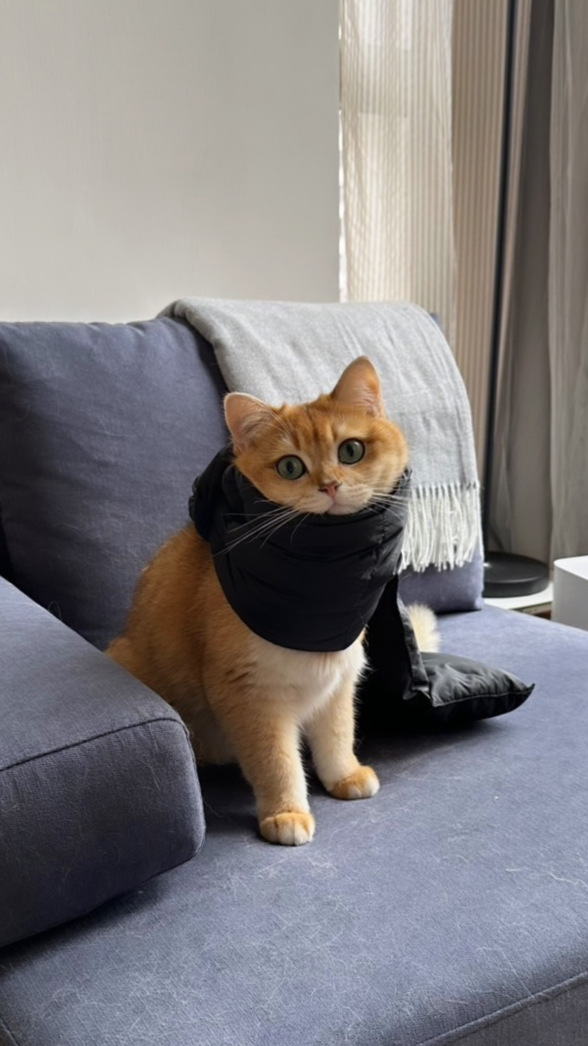 A cat sitting on a sofa.